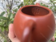 龍蛋
