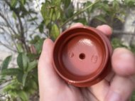 龍蛋